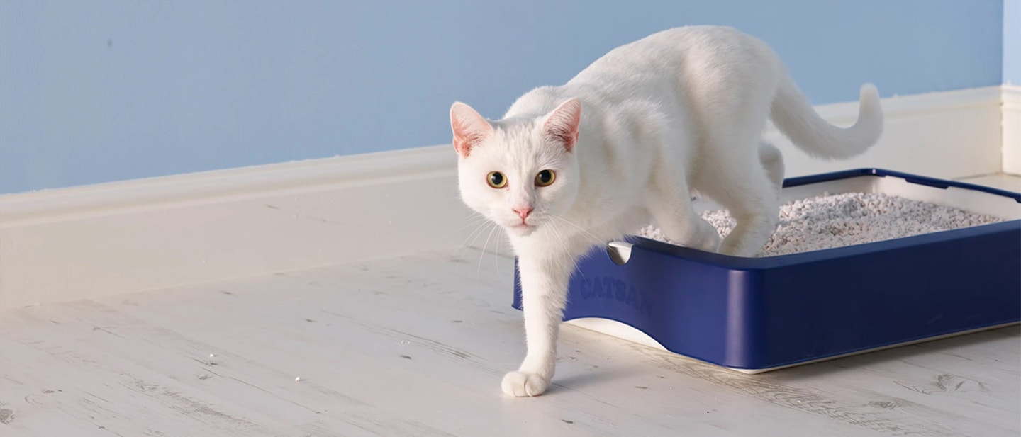 Warum stinkt die Katzenstreu?