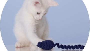 Kitten die speelt met blauw speelgoed